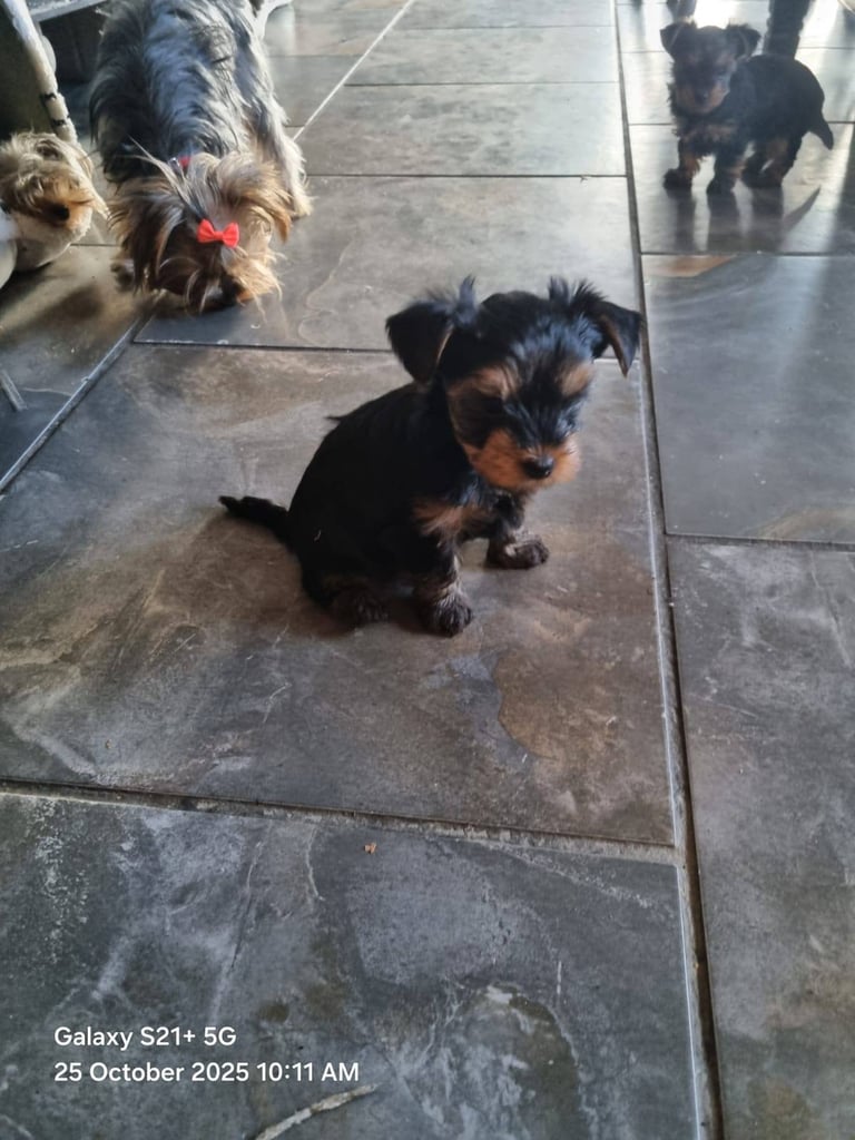 Yorkshire terrier pups 