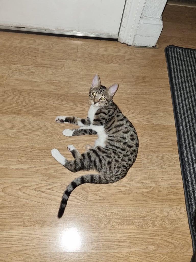 Bengal Mix