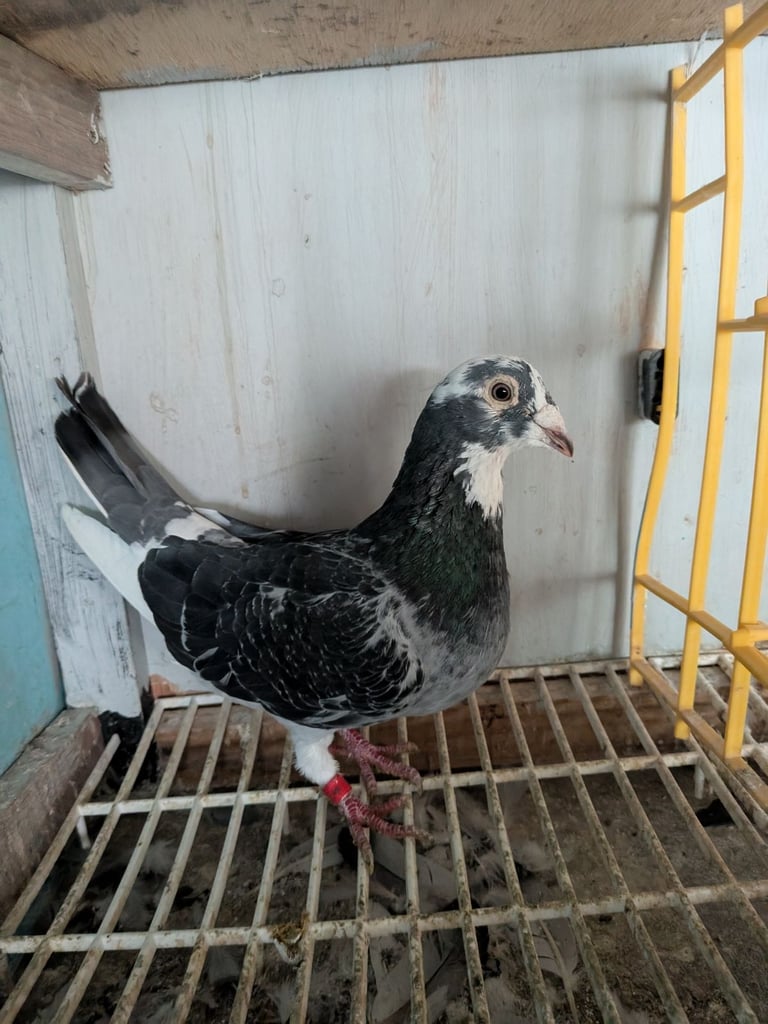 Pigeons for sale