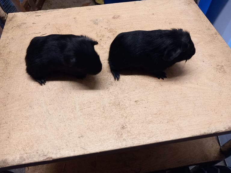 Baby guinea pigs for sale