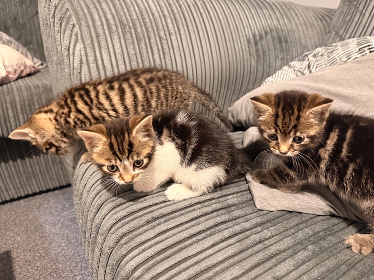 7 week old kittens