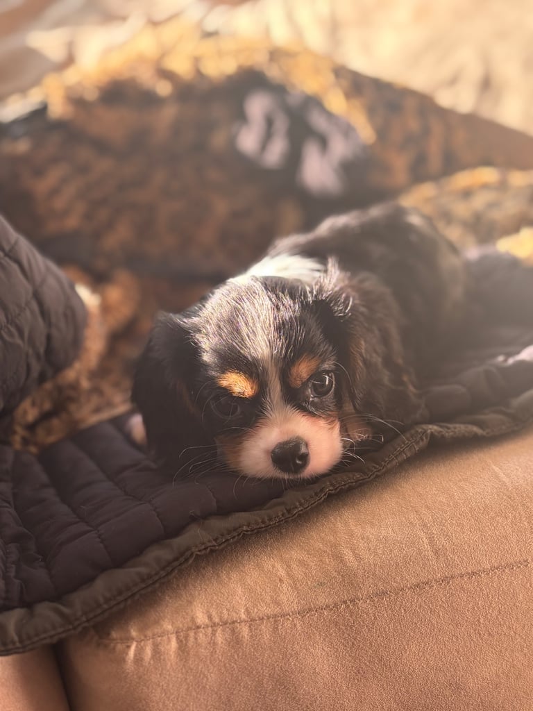 Cavalier King Charles 