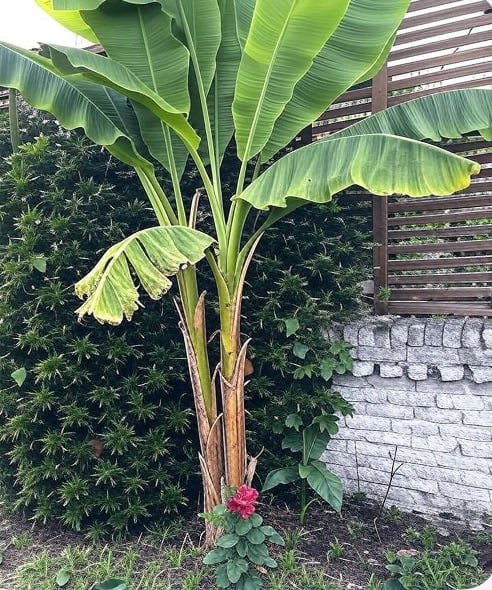 Indoor and outdoor banana plants 