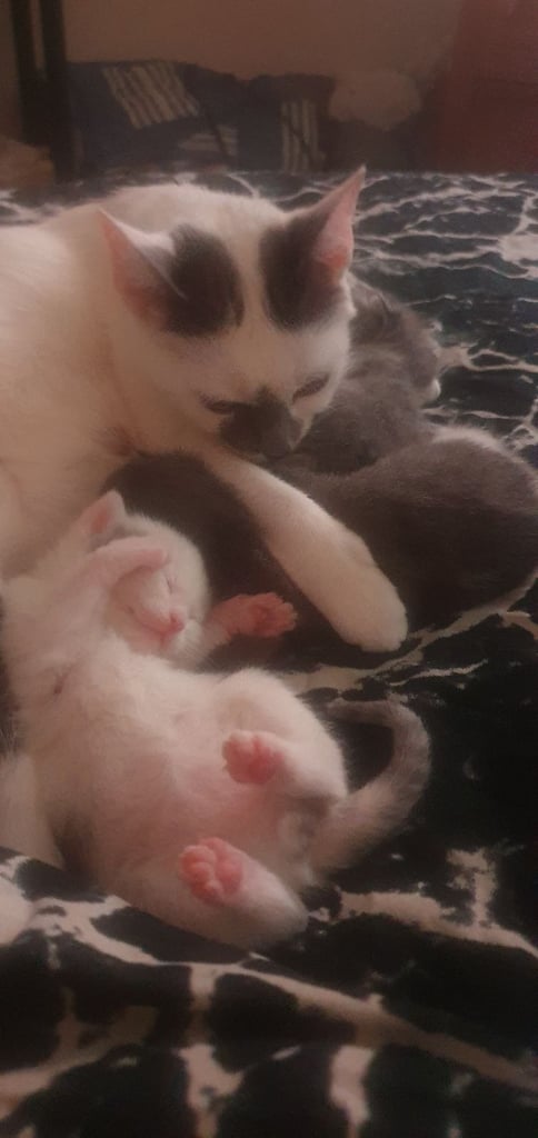 Beautiful blue/white russian kitten