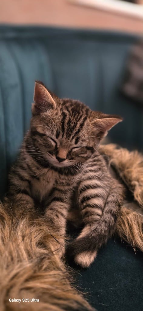 Snow Bengal × British Shorthair mix kittens are ready to go.