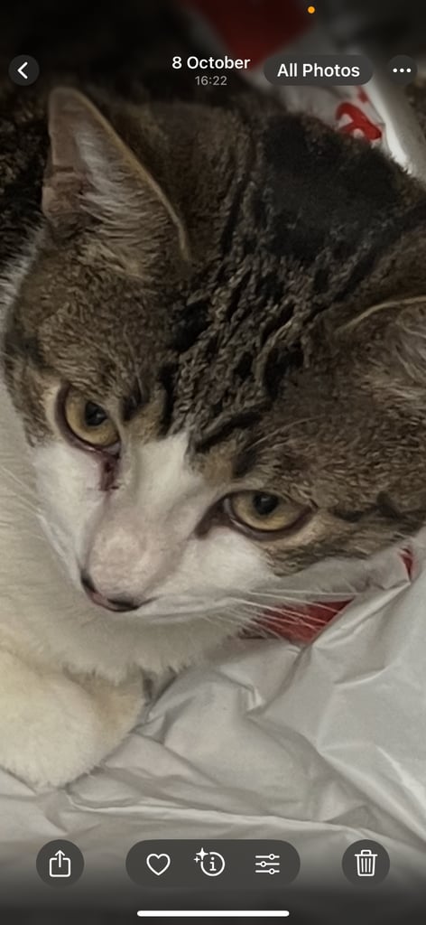 F4 female Bengal and male tabby cross prices below 