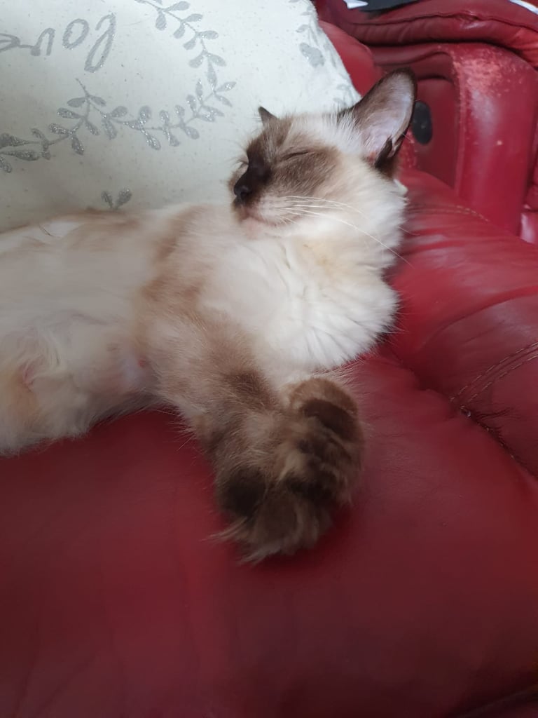 XL Maincoon x Ragdoll kittens