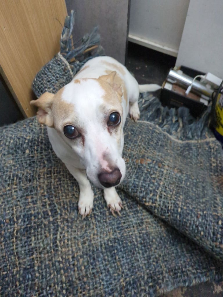 Jack Russell 6yrs old