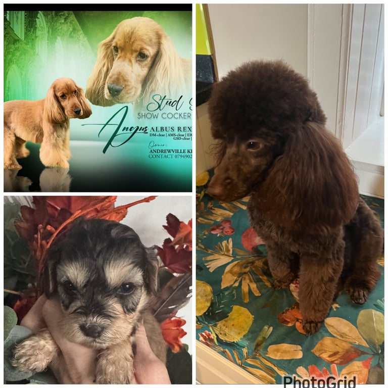 F1 ABSOLUTELY STUNNING COCKAPOO PUPS 