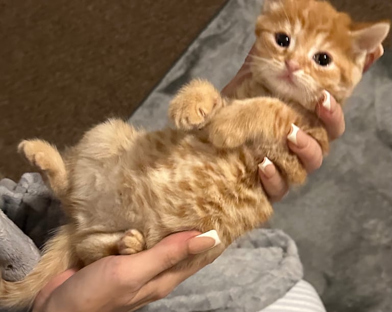 Kittens 