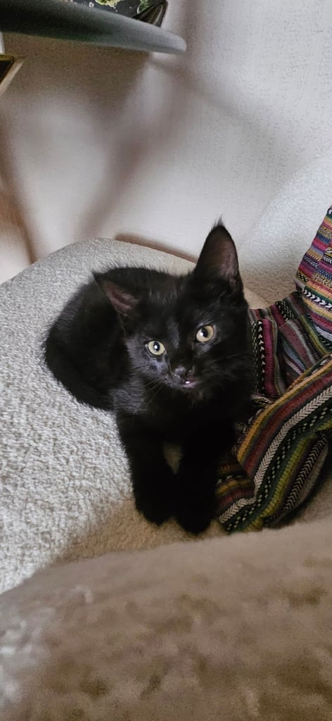 Kitten