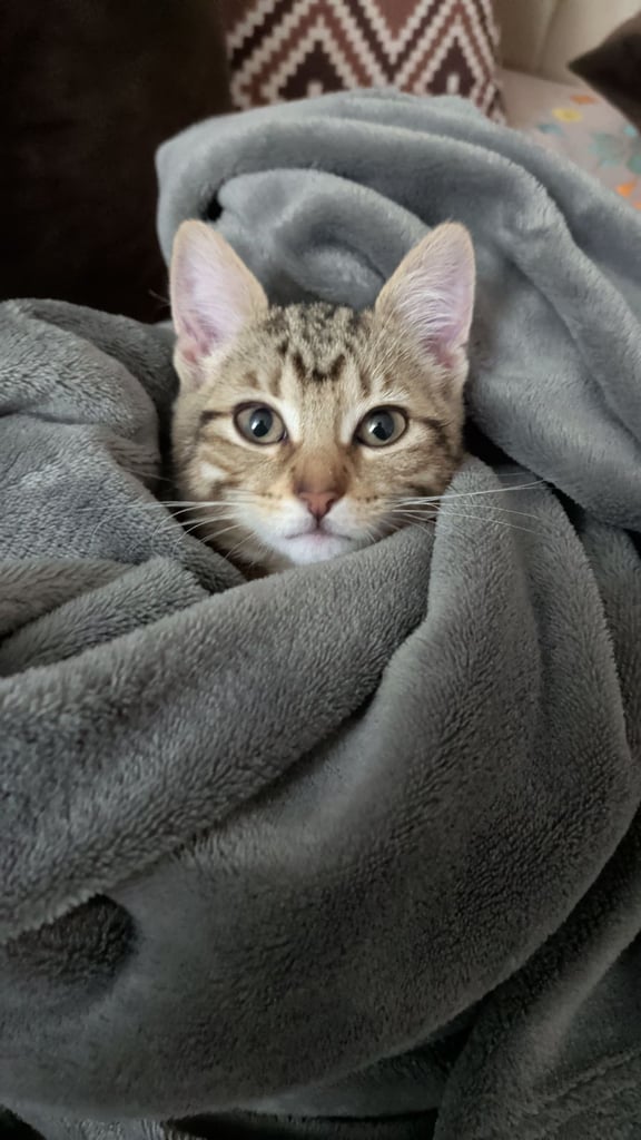 Kitten Female 10 Weeks old