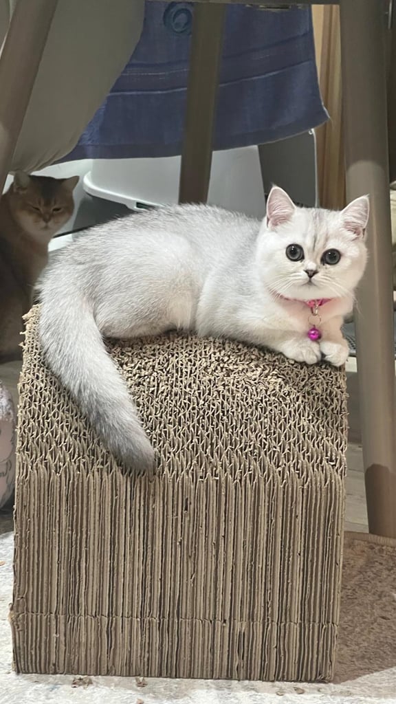Beautiful TICA-Registered Girl Kitten Available