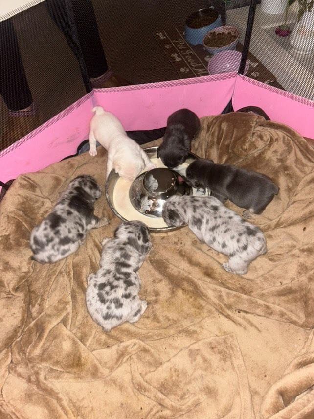 5 ⭐️ French bulldogs carrying fluffy 😍