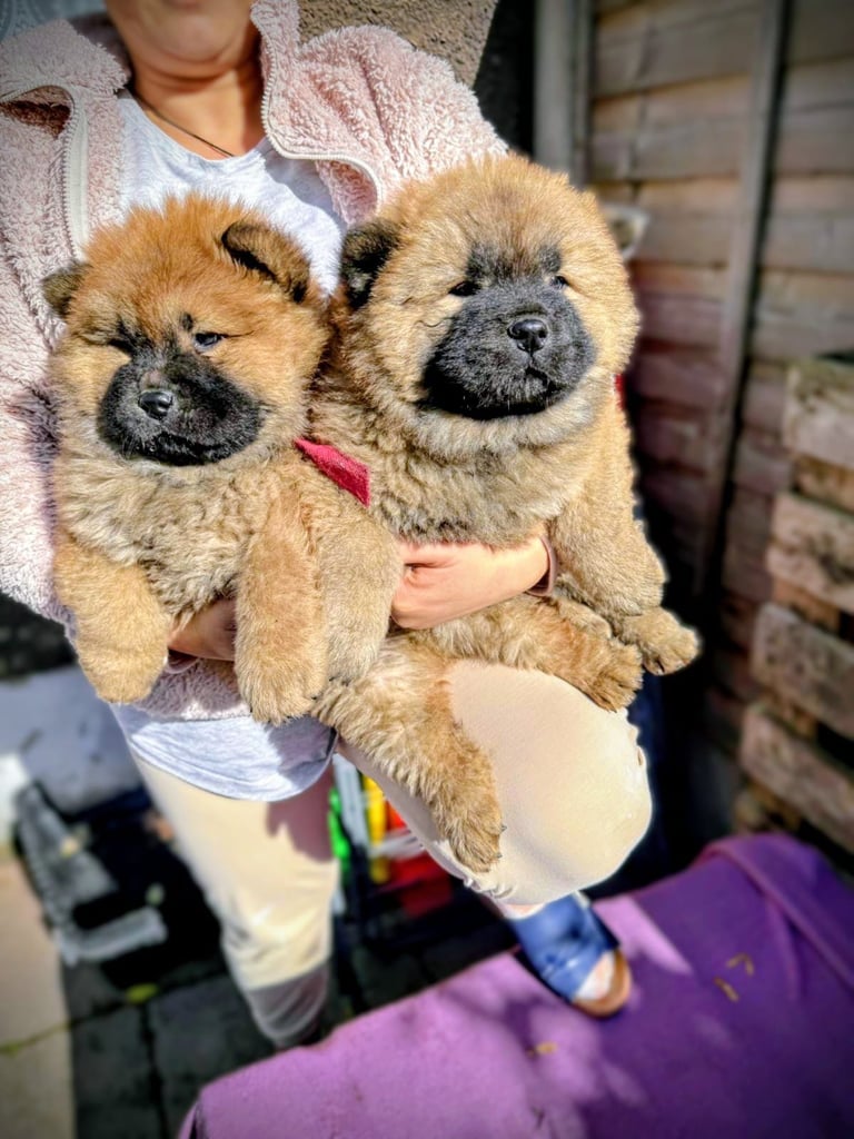 Chow chow
