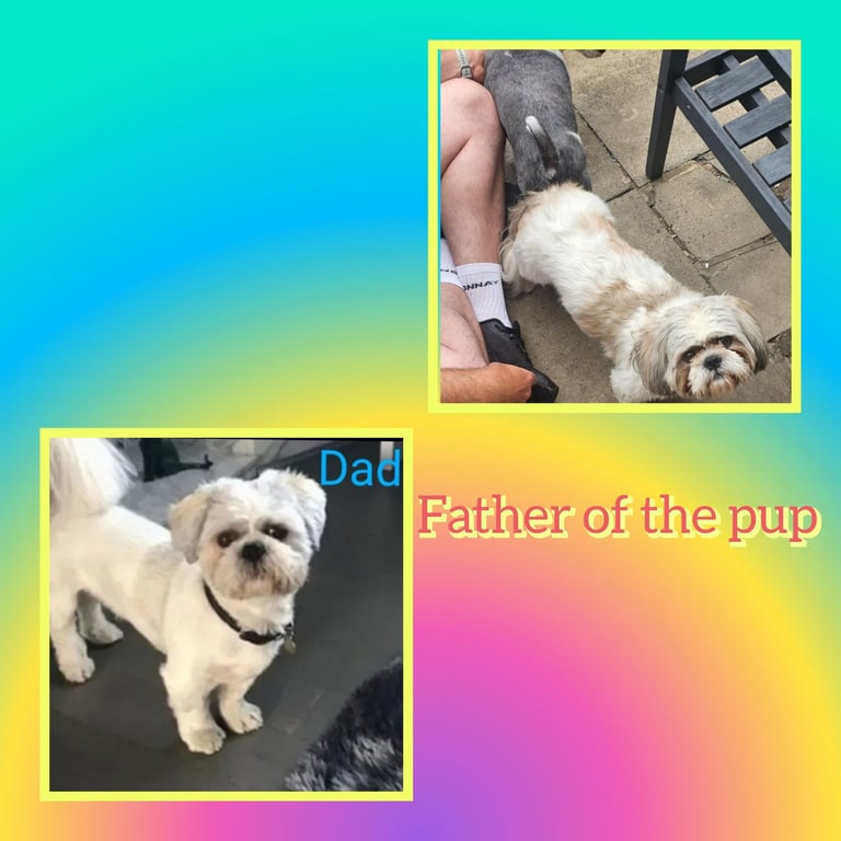 Shih tzu pups / all pups reserved 
