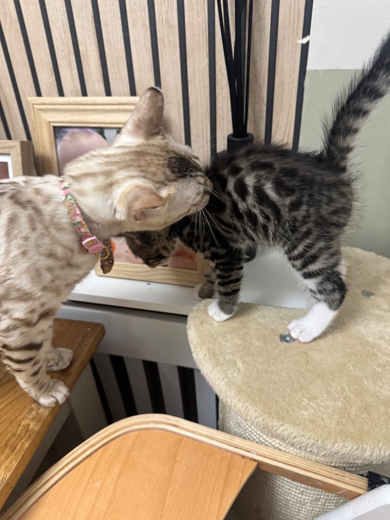 Maine coon cross Bengal kittens ready now 