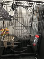 Chinchilla/Rodent cage