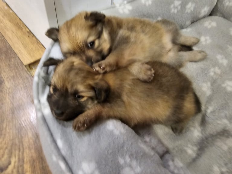  Beautiful  Pomeranian puppies sells 