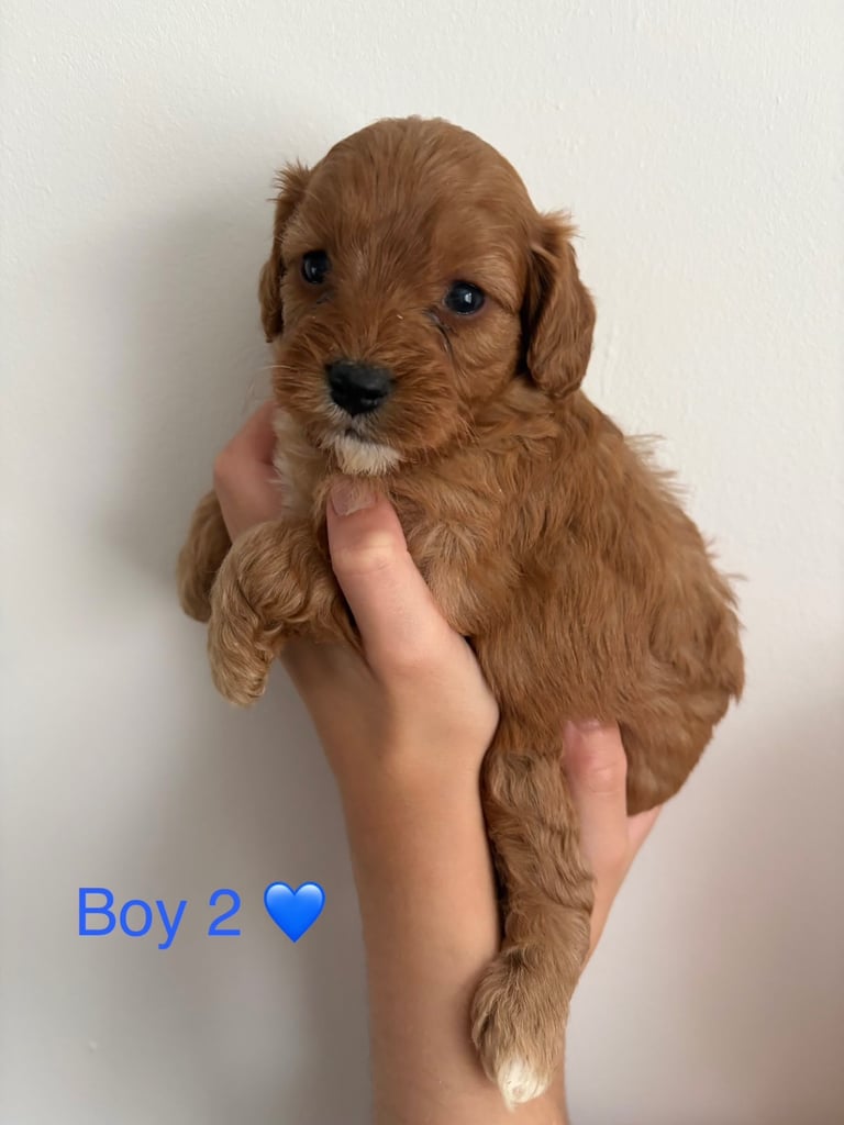 Toy f1b cavapoo puppies 