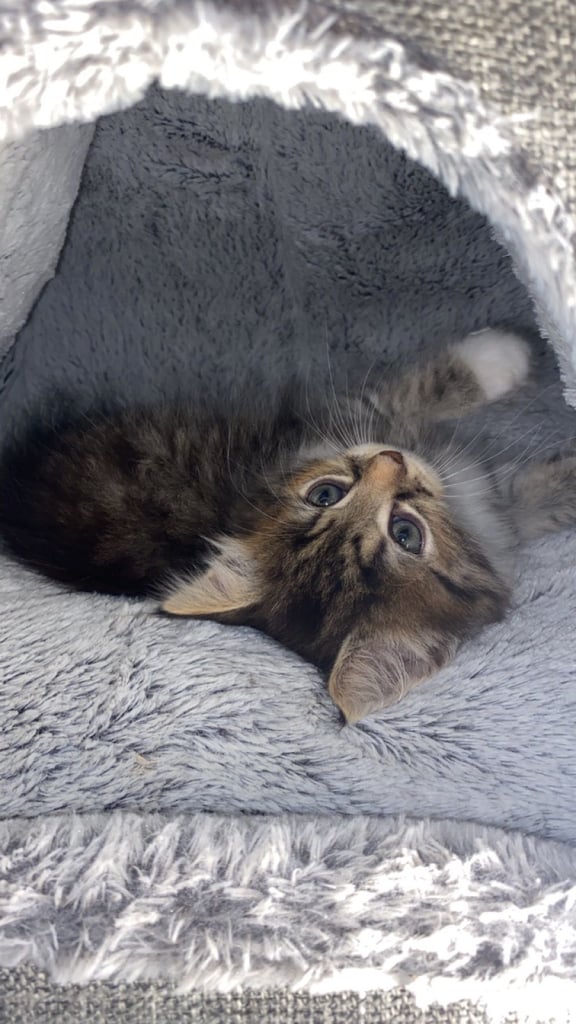 Adorable Kitten Ready For A New Home 🏡 