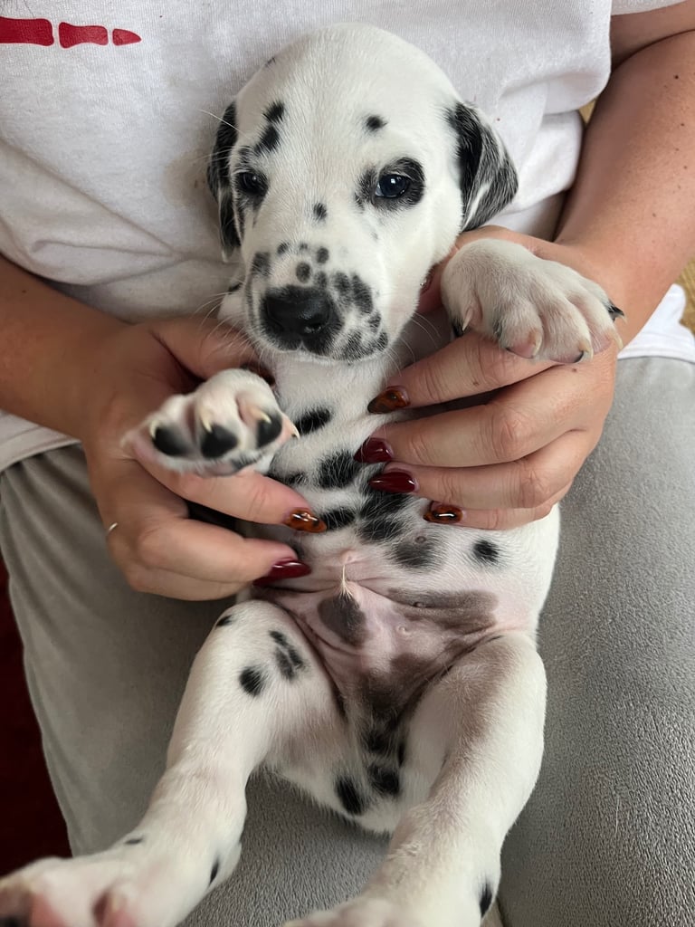 Stunning Dalmatian puppies KC reg show winners 