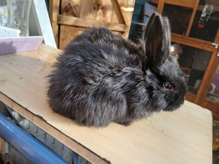Baby rabbit 