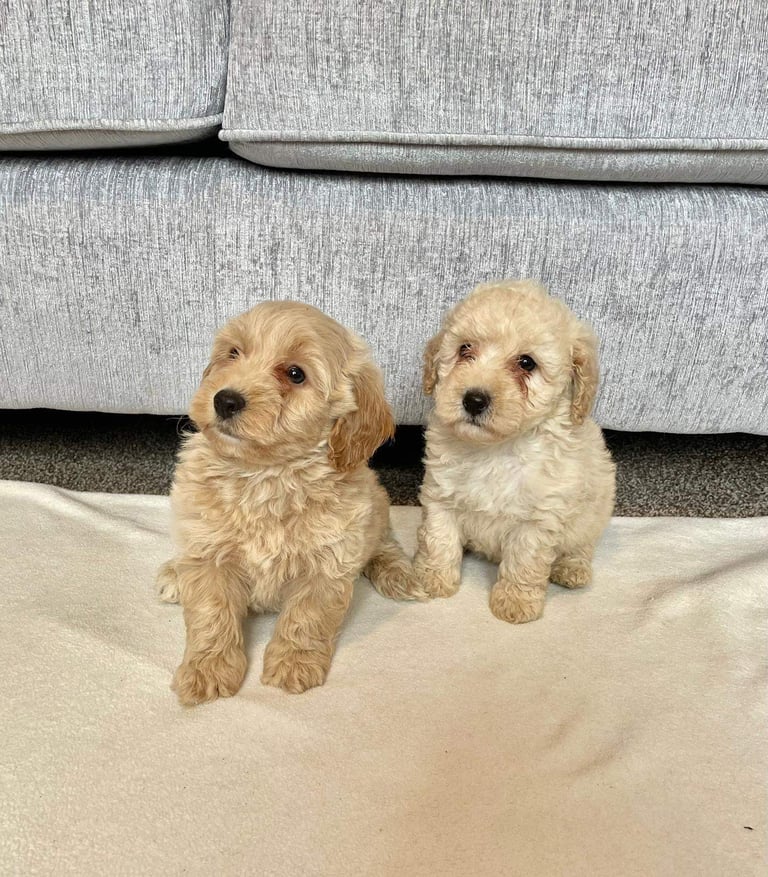 Coton noodle puppies ready now