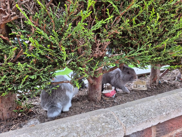 ​Pair of Adorable 14-Week-Old Rabbits with Luxury Hatched® Noah's Ark Hutch - Full Set-Up!