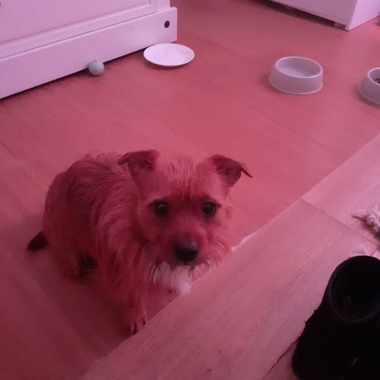 Northfork terrier looking for home 