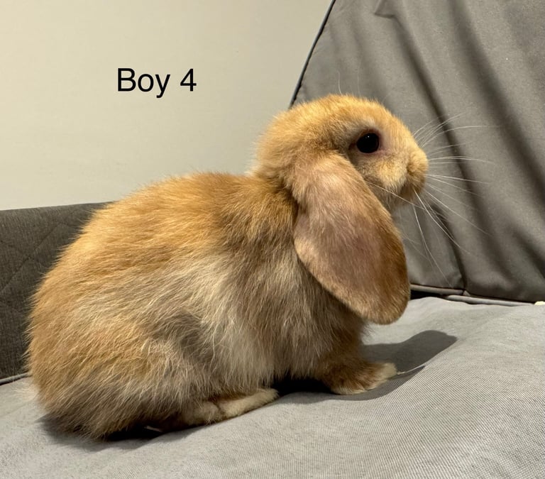 ⭐️ 1 mini lop boy ready to go!!