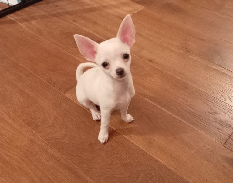Chihuahua male pup