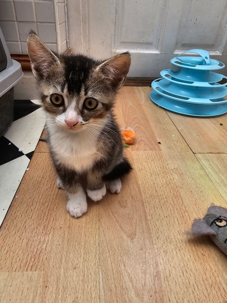 4  cats/kittenfor sale. 