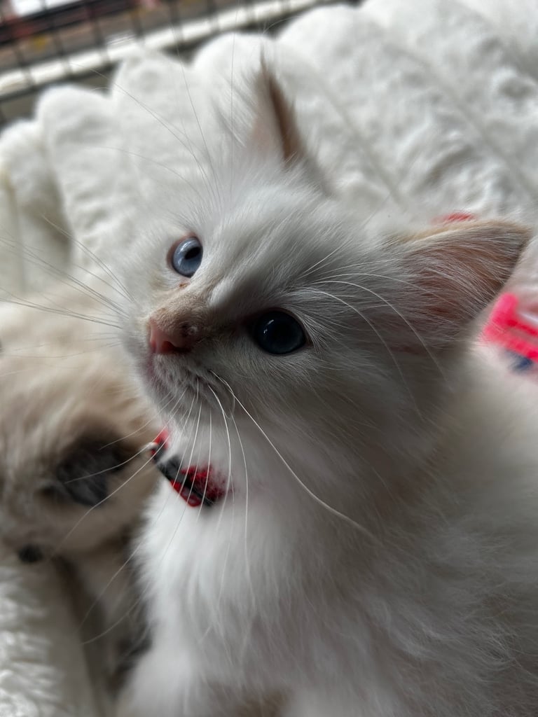 Ragdoll Persian Mix Kittens For Sale Persian Ragdoll Mix Kittens