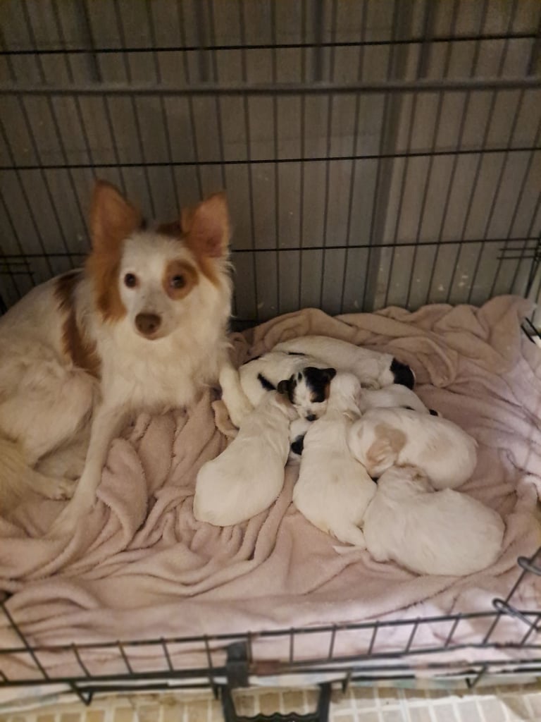 Cocker spaniel cross pomeranian pups 