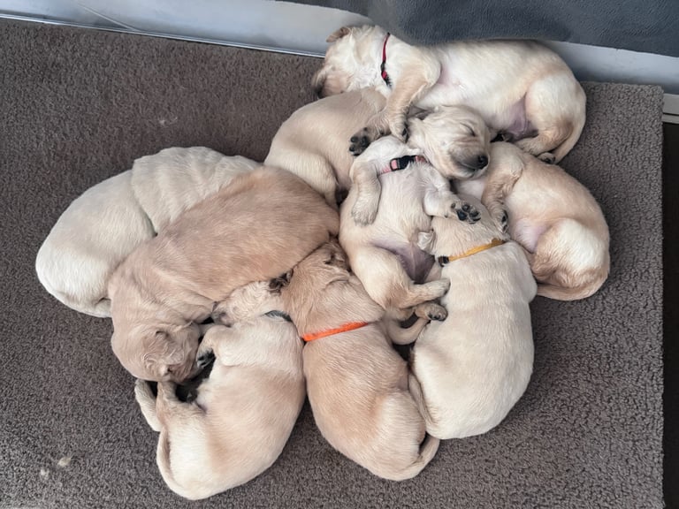 Purebred Golden Retriever Puppies