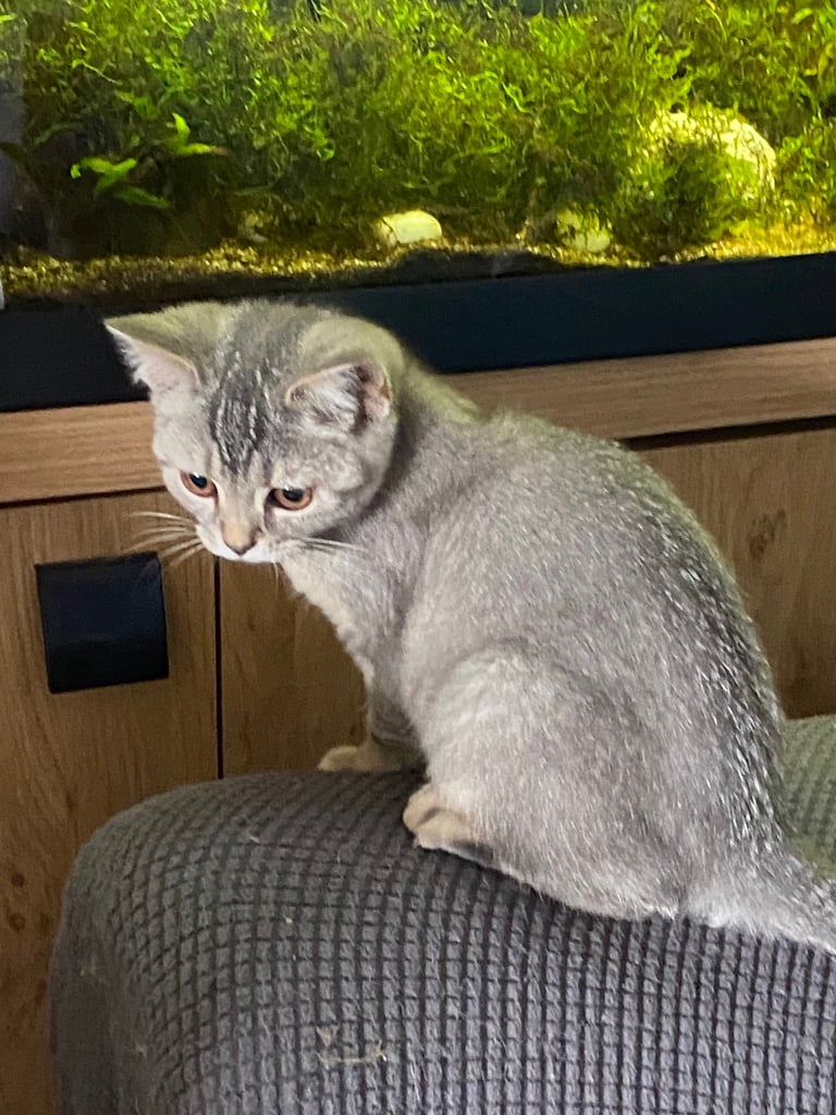 British shorthair kittens 