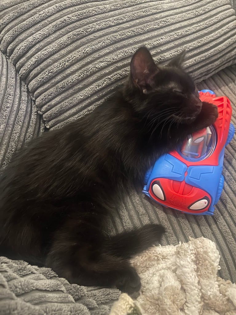 3 month old boy kitten 