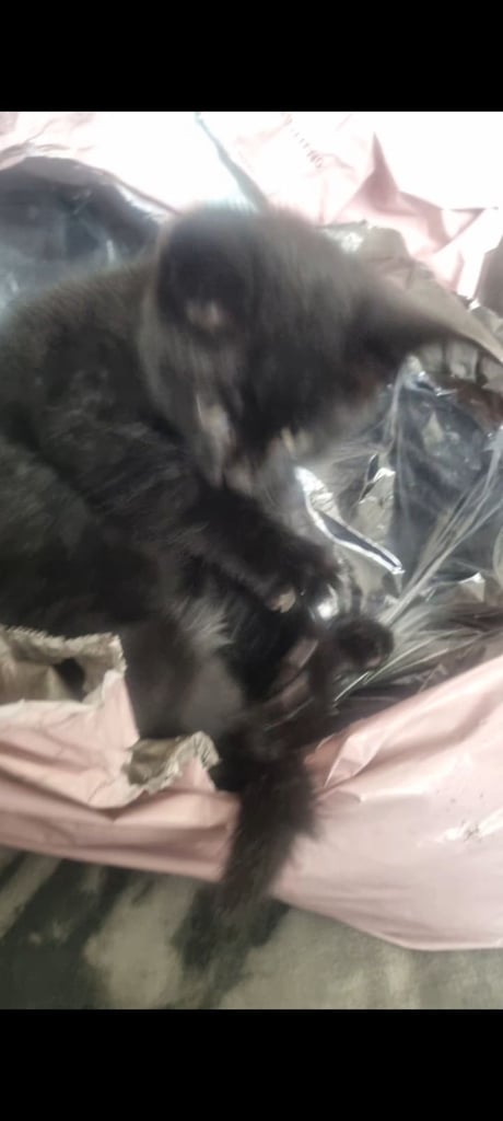 2 x Male Persion & Tabby fluffy mixed kittens (i x short haird ans 1 x long haired) £150