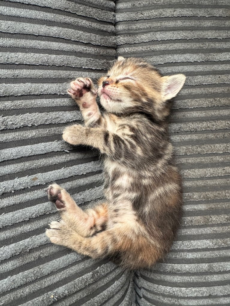 Kittens for sale 