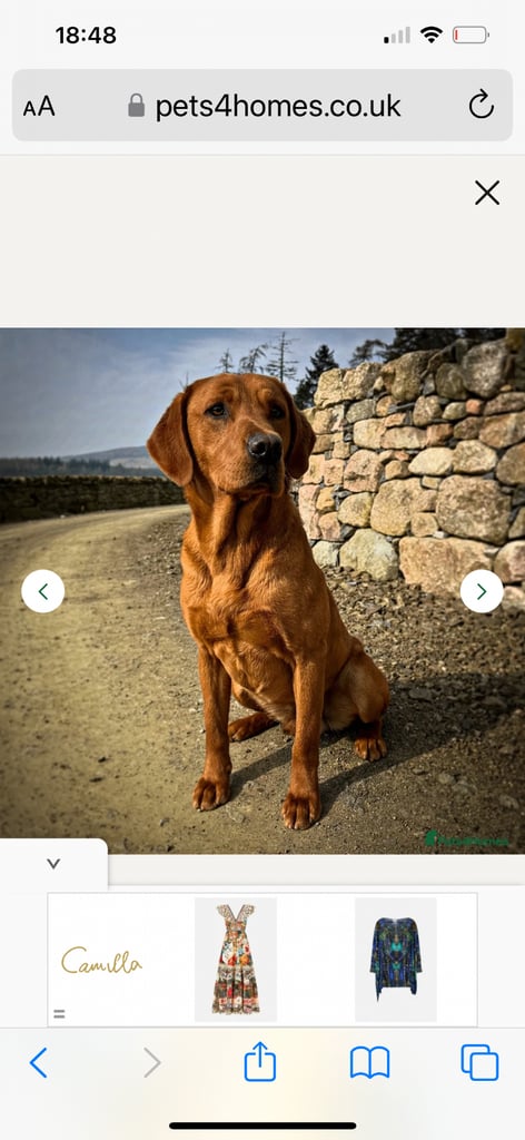Kc fox red Labrador puppies ready 1 week 