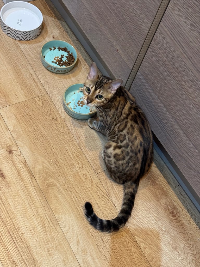 image for Bengal Cat F3, Home Cat