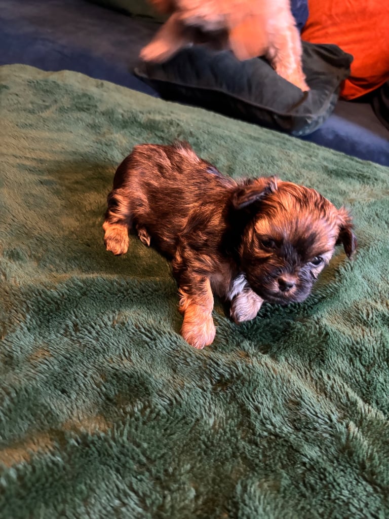Lhasa poo puppies 