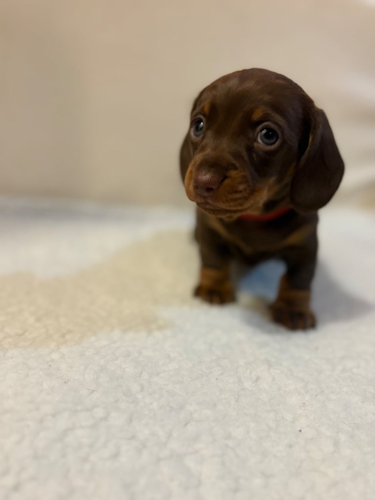 Miniature Dachshund Puppies 