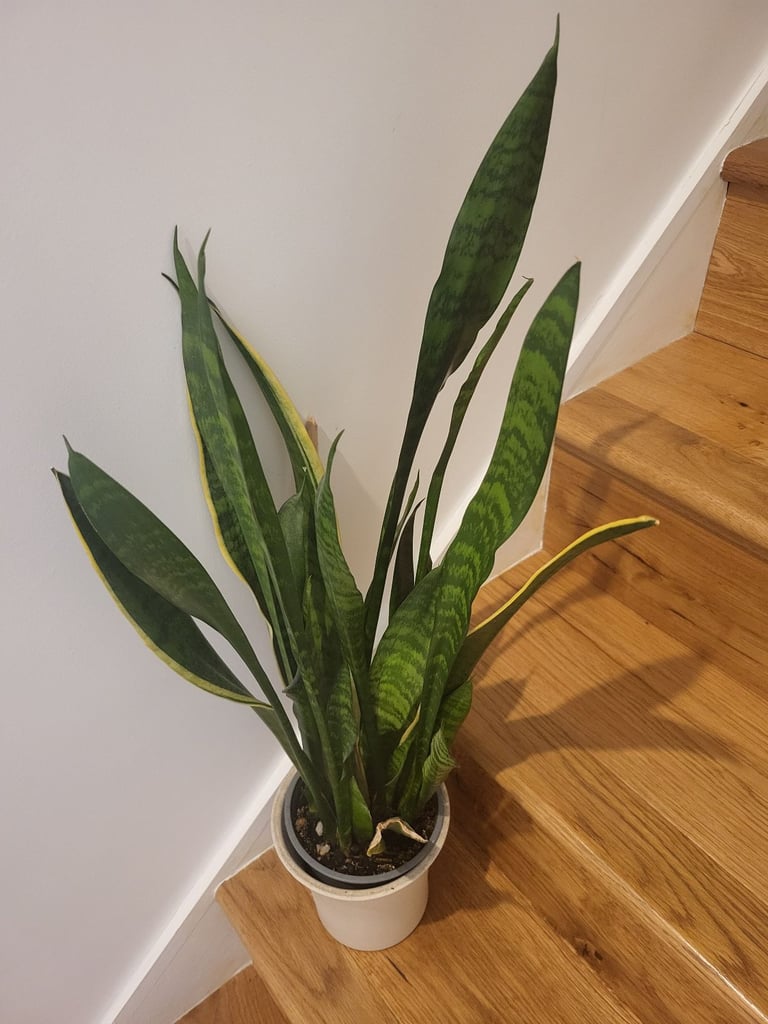 Indoor plant for quick sale