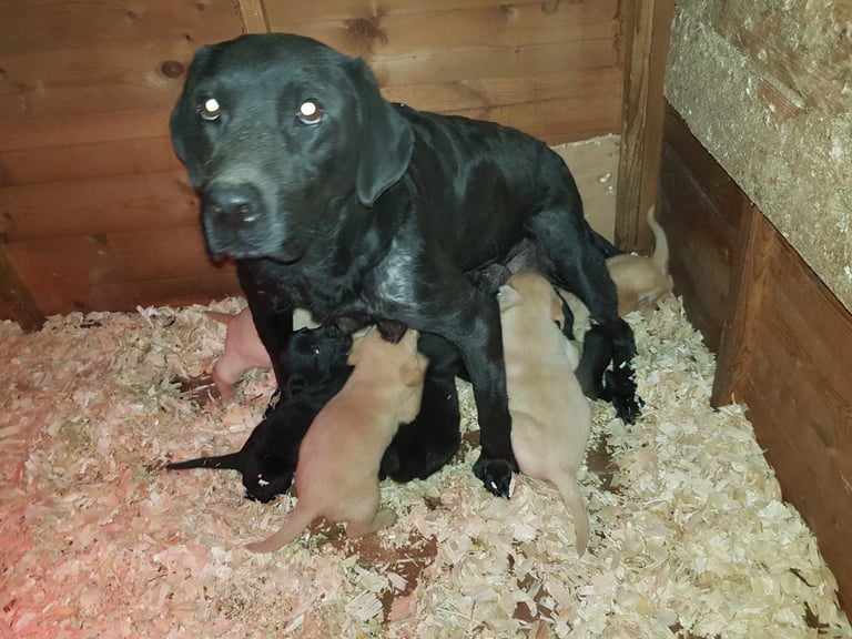 Two Female Black Pups Left