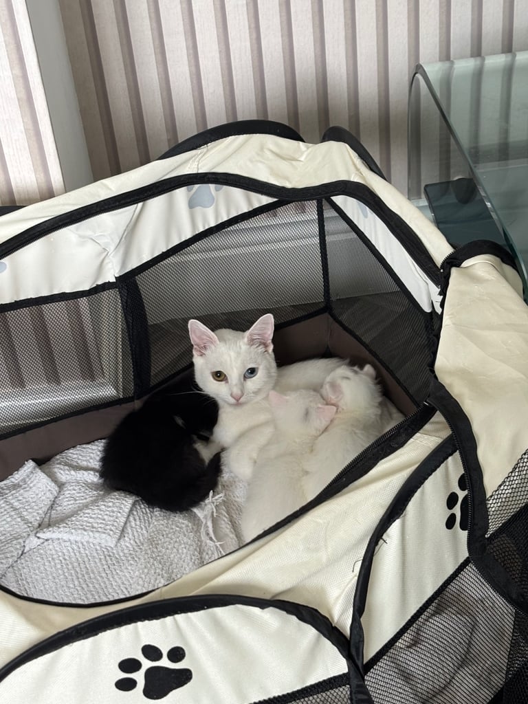 image for Khao Manee cross kittens