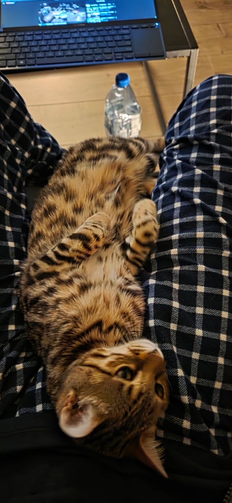 Bengal Female Kitten