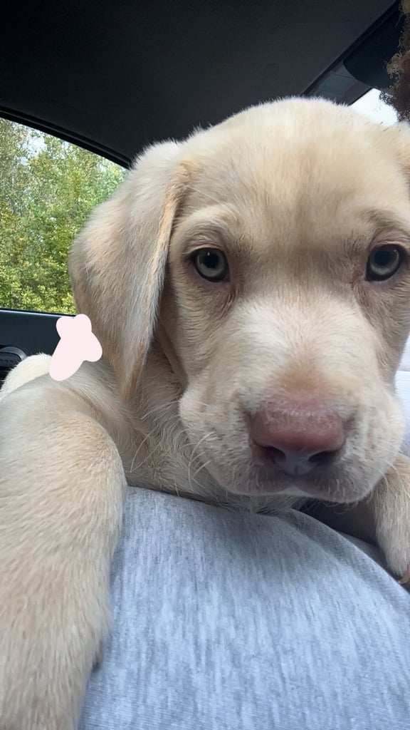 Male Lab pup for sale 