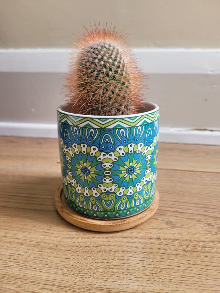 Spiny pincushion cactus